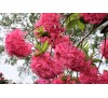 Азалия крупноцветковая Хоумбуш (Homebush)С3, 3года